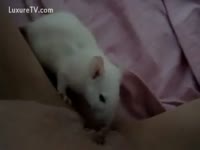 Rat licking a Kitty